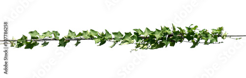 green leaf ivy  plant isolate on white background