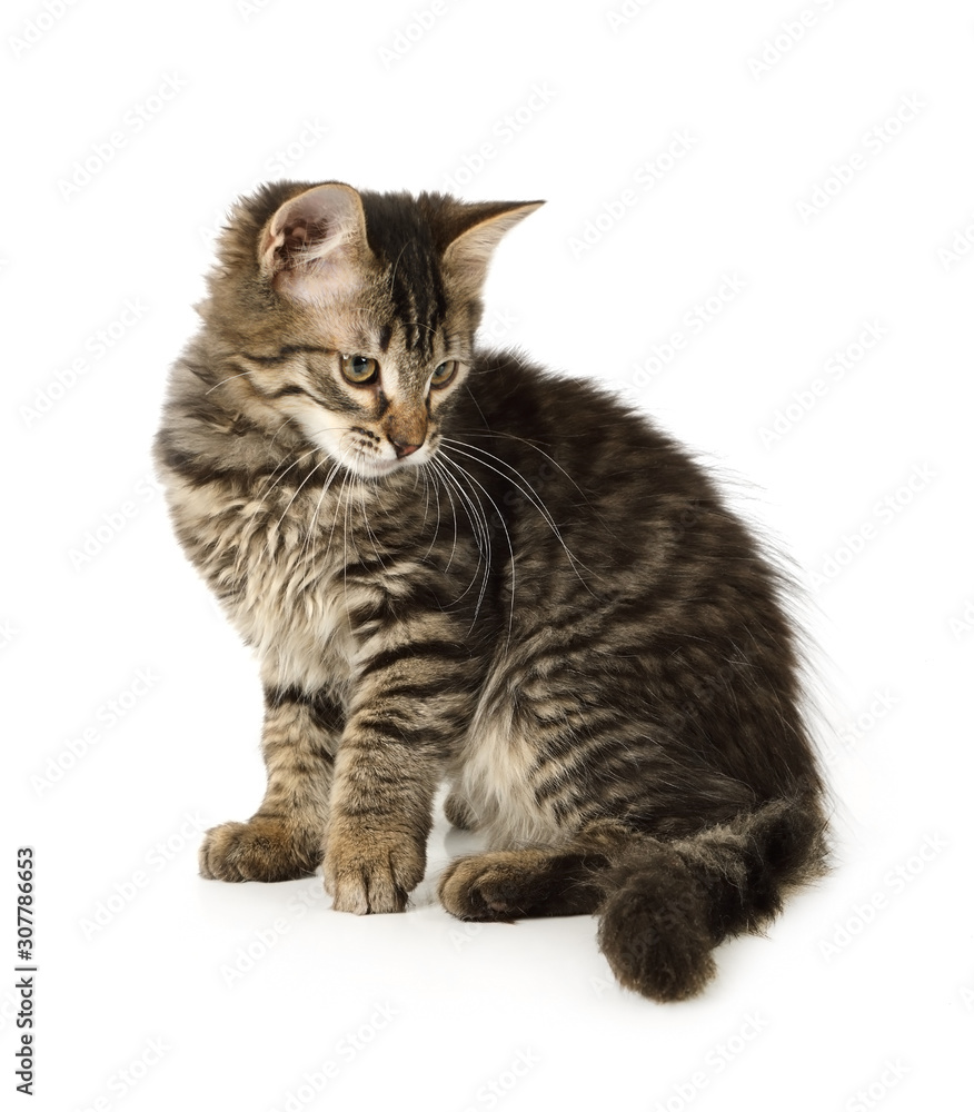 Sweet grey striped kitten sitting on a white background