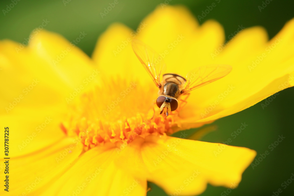 Syrphidae on flower in the wild Syrphidae on flower in the wild