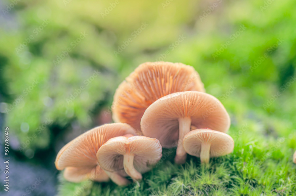 Blurred for background.Orange Wild mushrooms on a green background. Blurred for background.Orange Wild mushrooms on a green background.