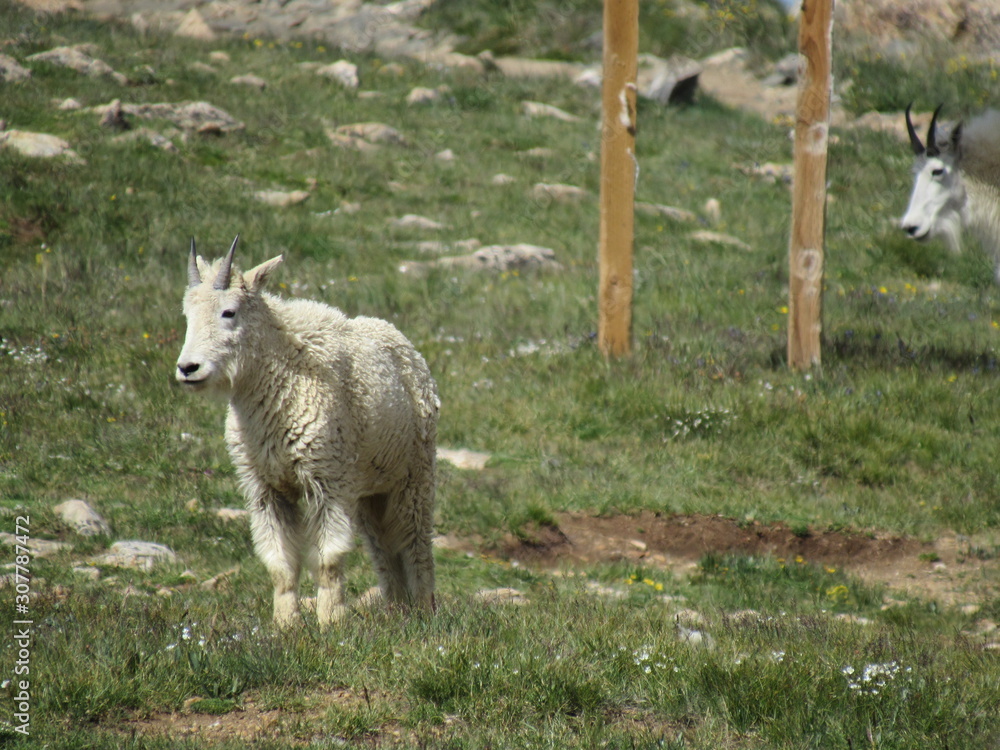 Fototapeta premium sheep in a field