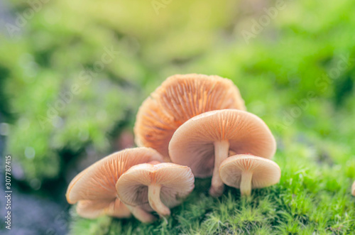 Blurred for background.Orange Wild mushrooms on a green background.