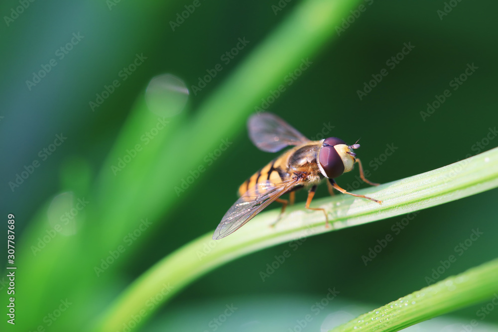 Syrphidae on flower in the wild Syrphidae on flower in the wild