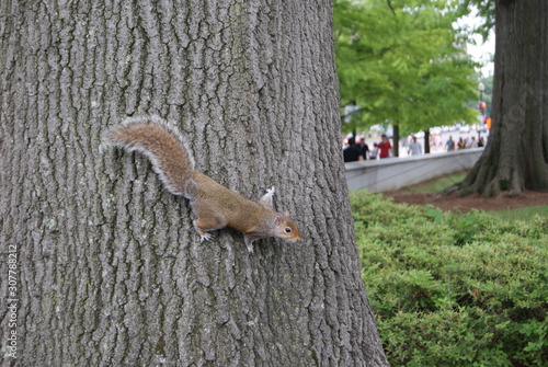  little squirrel on a tree in the park © jlia Romanova