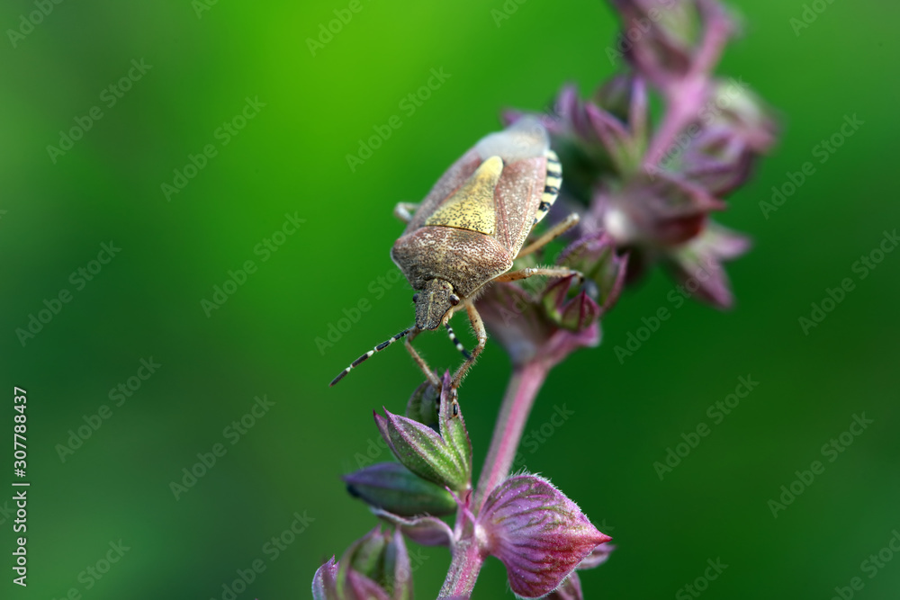 Obraz premium Dolycoris baccarum