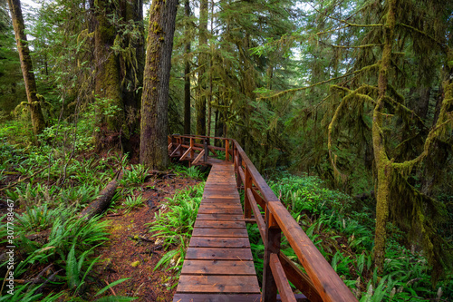 Wooden path in a wild forest during a wet and rainy day. Taken in Rainforest Trail  near Tofino and Ucluelet  Vancouver Island  BC  Canada.