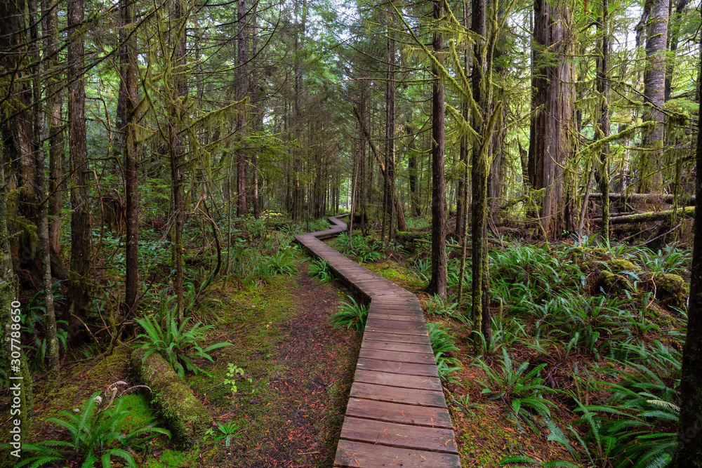 Wooden path in a wild forest during a wet and rainy day. Taken in Rainforest Trail, near Tofino and Ucluelet, Vancouver Island, BC, Canada. Wooden path in a wild forest during a wet and rainy day. Taken in Rainforest Trail, near Tofino and Ucluelet, Vancouver Island, BC, Canada.