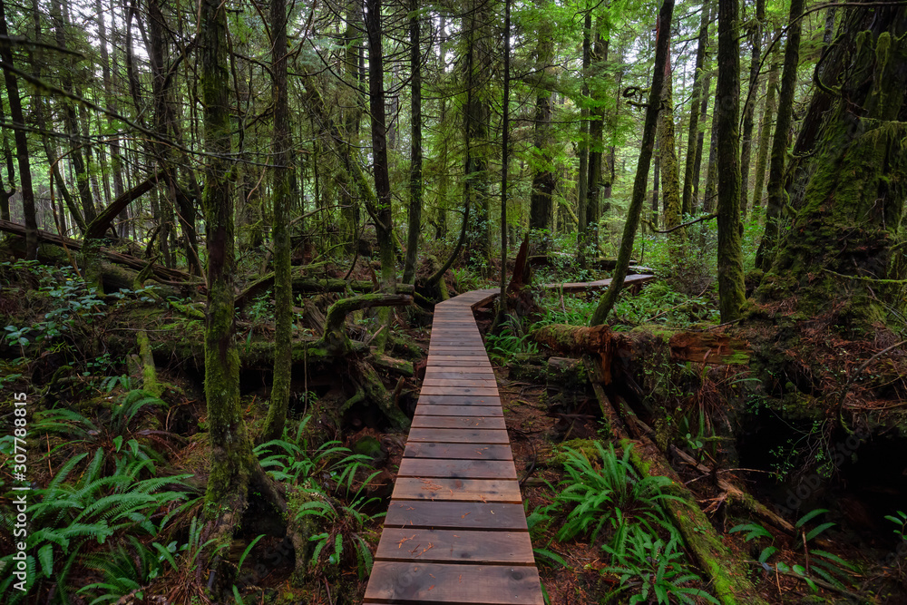 Obraz premium Wooden path in a wild forest during a wet and rainy day. Taken in Rainforest Trail, near Tofino and Ucluelet, Vancouver Island, BC, Canada.