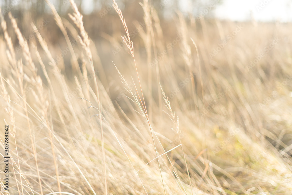 fantasy blurred background. sun glare on the grass fantasy blurred background. sun glare on the grass