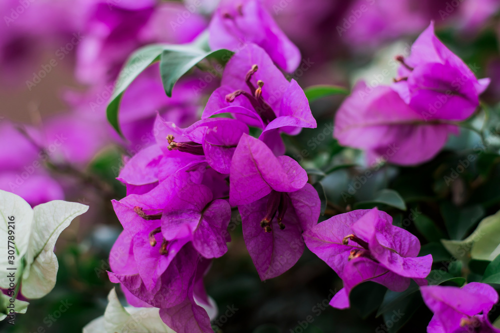 Pink bougainvillea inflorescences combined with green leaves and blurred backgrounds. Pink bougainvillea inflorescences combined with green leaves and blurred backgrounds.