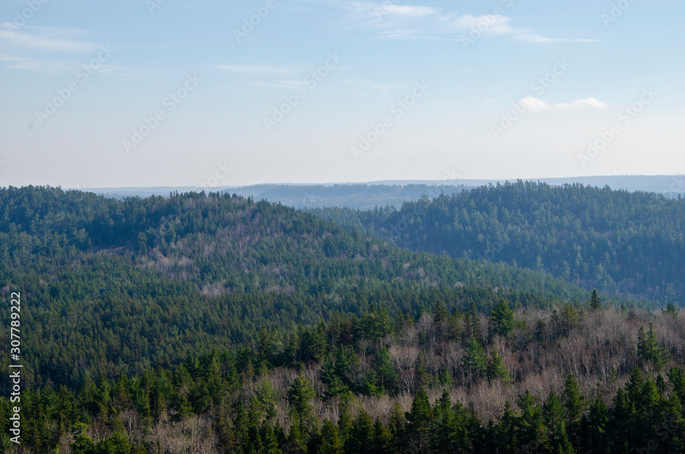 Fototapeta premium Forest Vistas