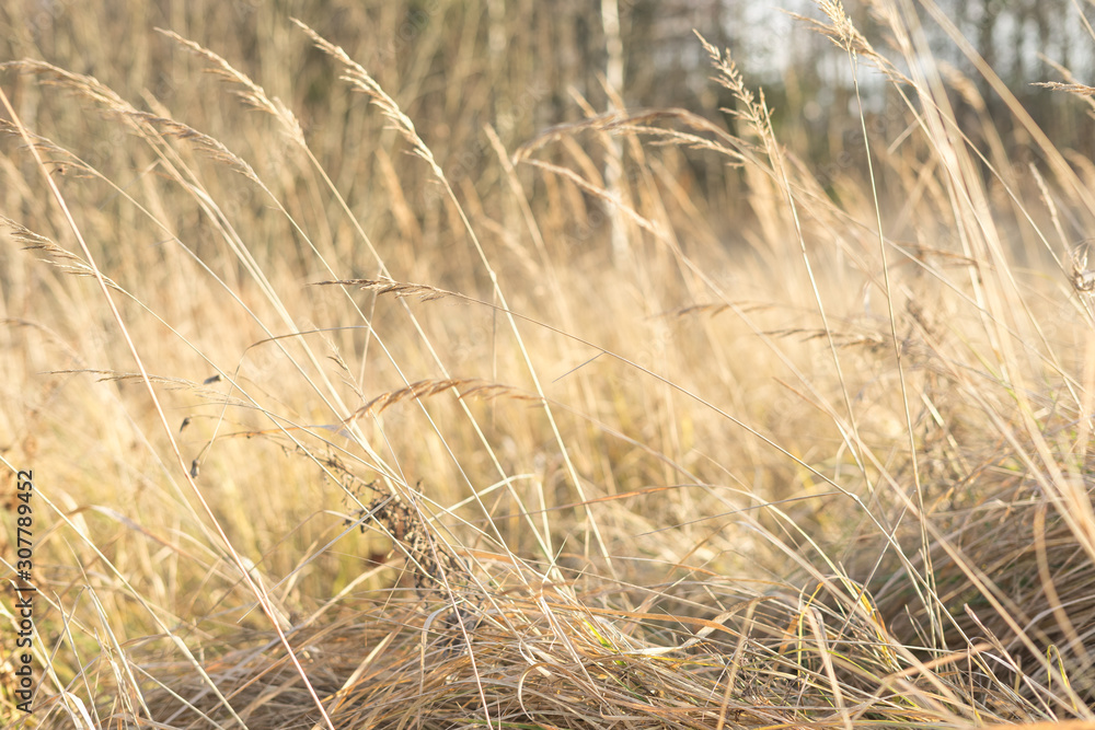 Fototapeta premium fantasy blurred background. sun glare on the grass