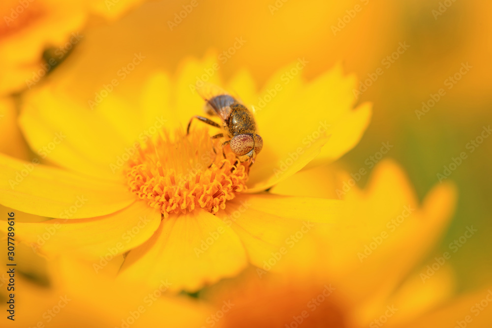 Syrphidae on plant in the wild