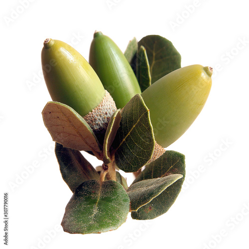 Bellota, fruto de la encina