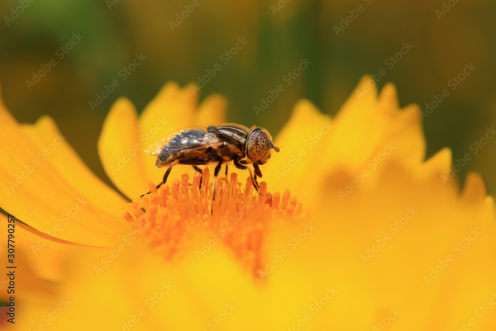 Syrphidae on plant in the wild Syrphidae on plant in the wild