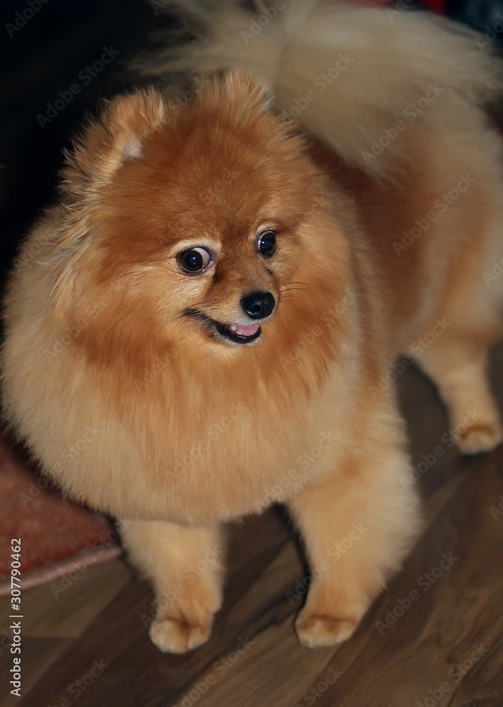 pomeranian spitz in front of a background pomeranian spitz in front of a background