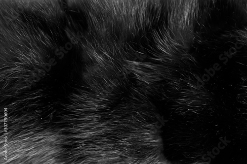 Black natural wool texture background. real seamless grey fur. soft plush © Илья Подопригоров