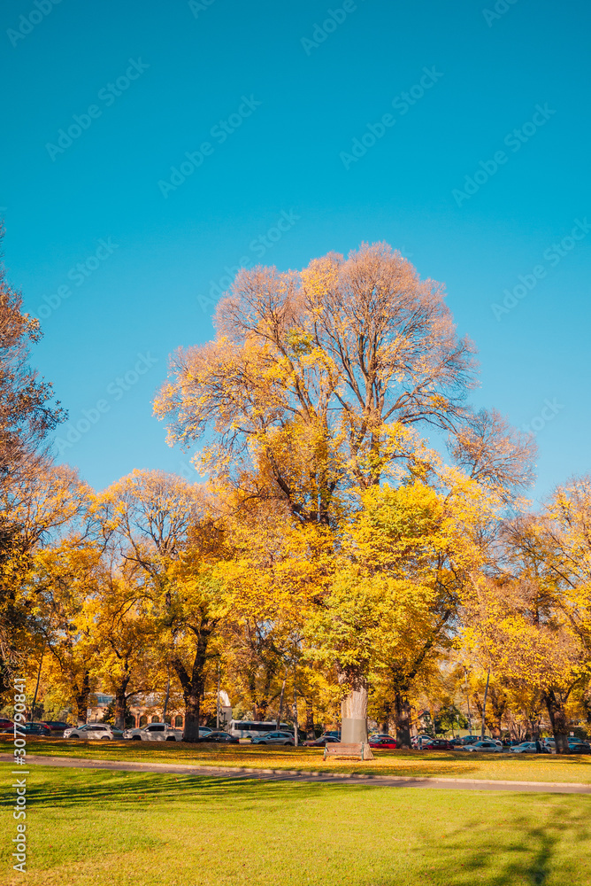 Huge yellow ginkgo tree in autumn at the park. 