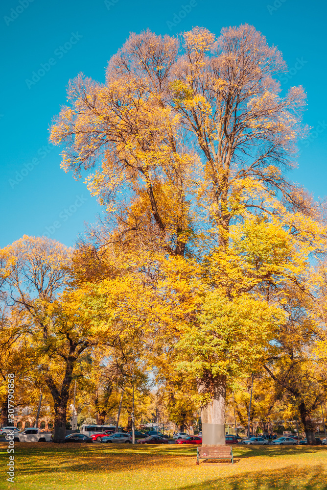 Huge yellow ginkgo tree in autumn at the park. 