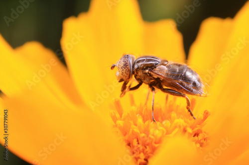 Syrphidae on plant in the wild © zhang yongxin