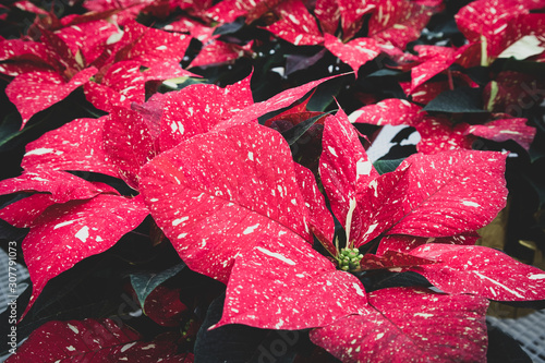 Poinsettias with Red and Yellow Speckles