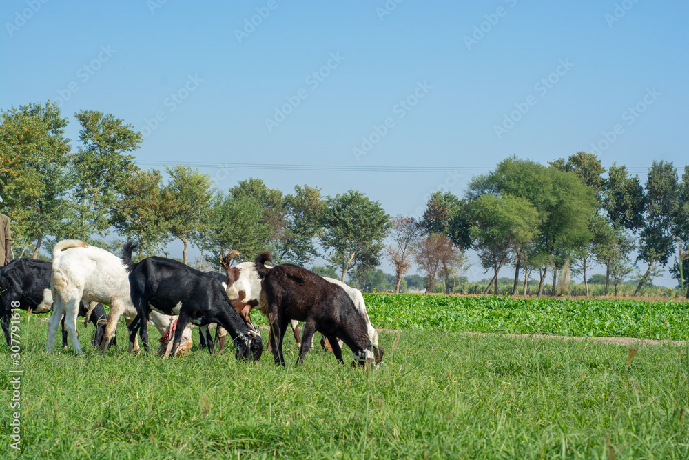 Herd of goats in the grasslands 