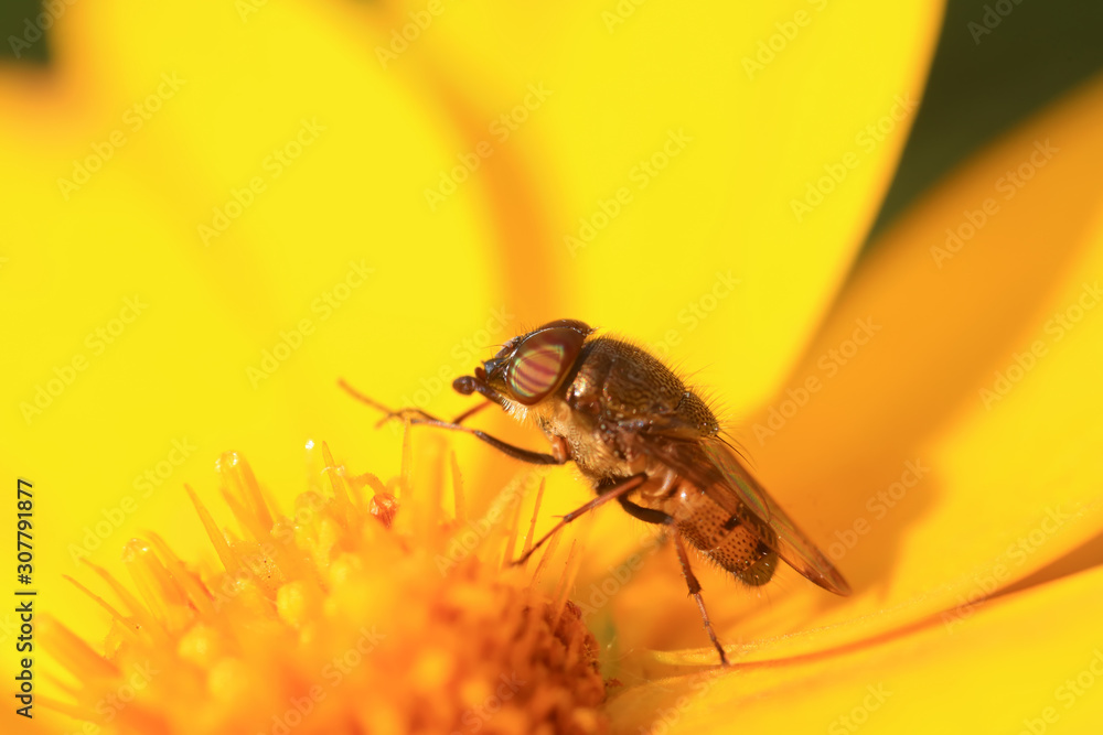 Naklejka premium Fly insects