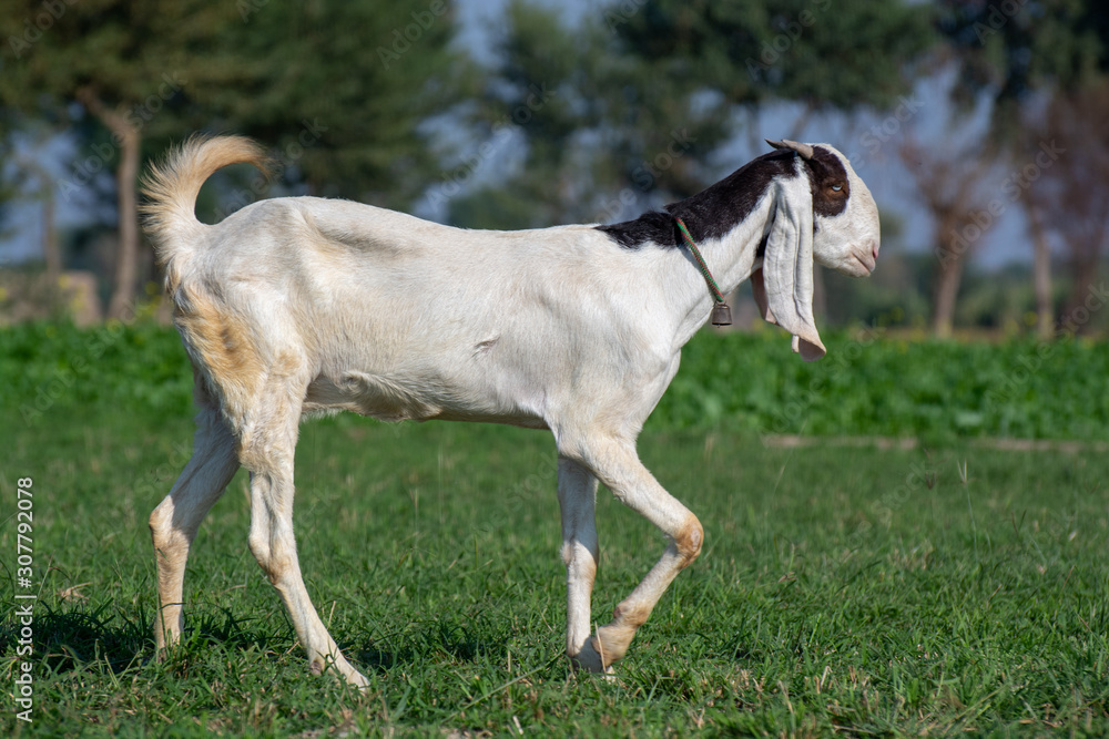 A goat walking in the green field 