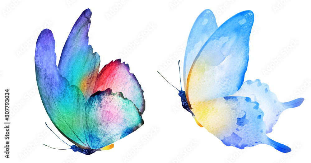 custom made wallpaper toronto digitalTwo watercolor butterflies , isolated on white background
