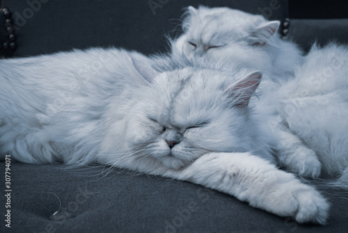 2 white cats sleeping on the sofa photo