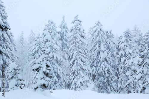 冬のエゾマツ林 © kiyopayo
