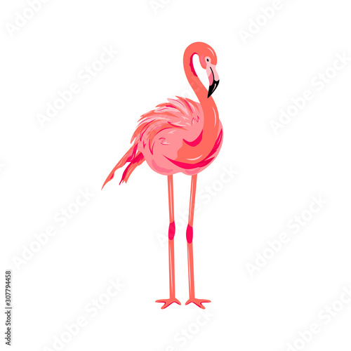 Pink flamingo vector illustration. Design element isolated on white background.