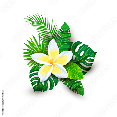 Tropical exotic leaves and plumeria flower with shadows, vector illustration isolated on white background. Design element for poster, web, flyers, invitation, postcard, SPA, sticker, wedding.