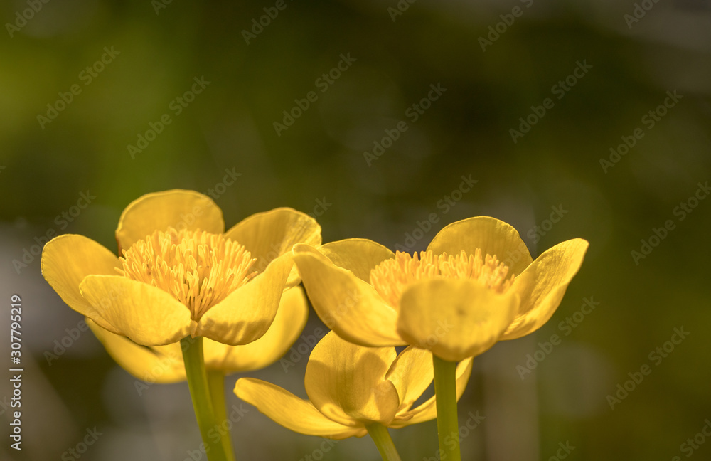 Kingcup or Marsh Marigold - Caltha palustris flowers close up