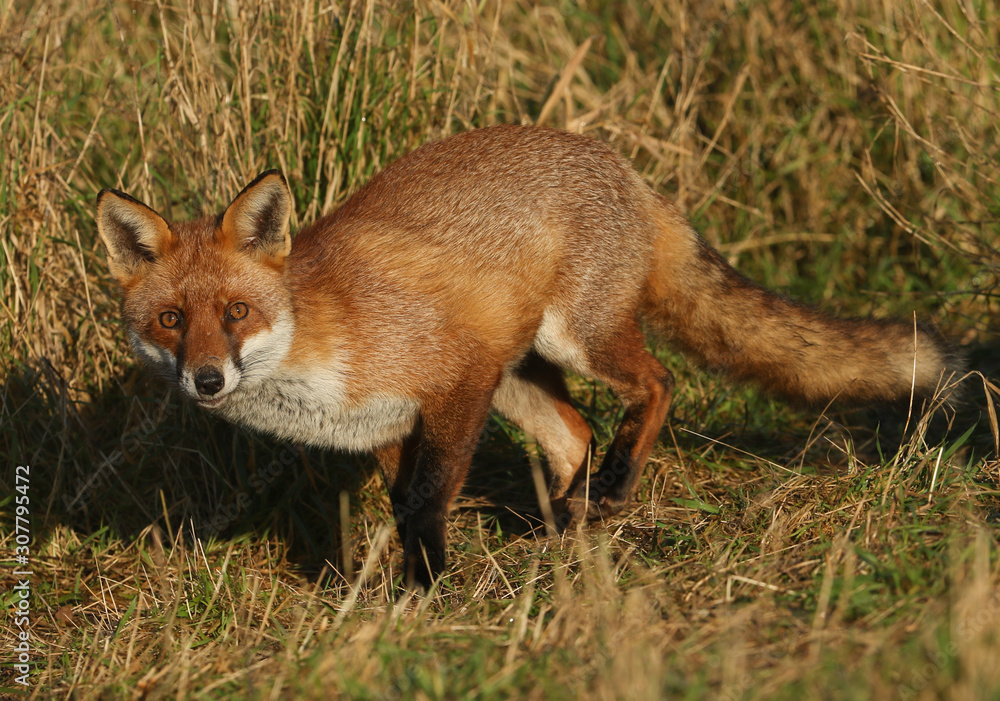 A beautiful wild Red Fox, Vulpes vulpes, hunting for food in a field at the edge of woodland. A beautiful wild Red Fox, Vulpes vulpes, hunting for food in a field at the edge of woodland.