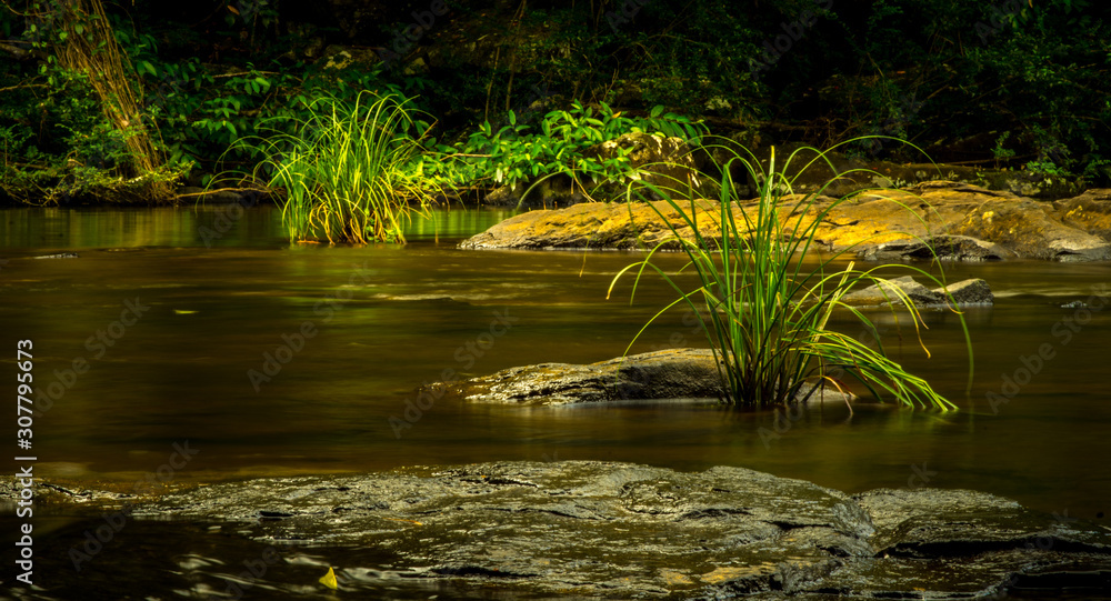stream in the forest stream in the forest