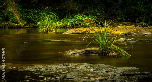 stream in the forest