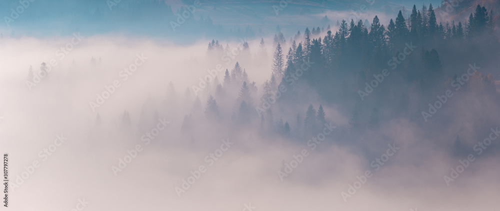 Spruce forest trees on the mountain hills sticking out through the morning fog at beautiful autumn foggy scenery. Wide panorama of Carpathian mountains. Ukraine.