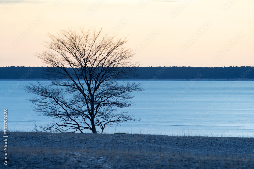 Tree in coastal landscape with blue ocean with sunset in background on the island of Gotland, Sweden Tree in coastal landscape with blue ocean with sunset in background on the island of Gotland, Sweden