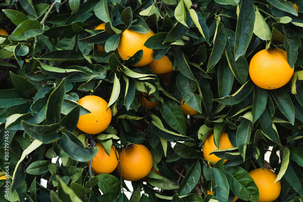 orange tree with fresh ripe oranges