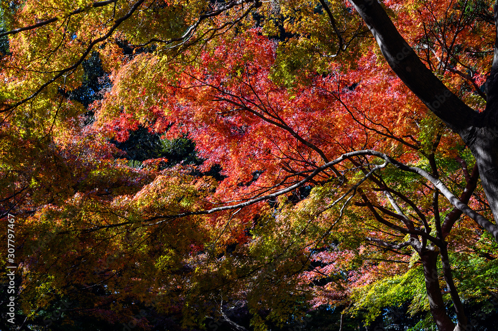 Autumn colors of Japanese maples and Ginko biloba trees in a park in Tokyo, Japan, in early December Autumn colors of Japanese maples and Ginko biloba trees in a park in Tokyo, Japan, in early December