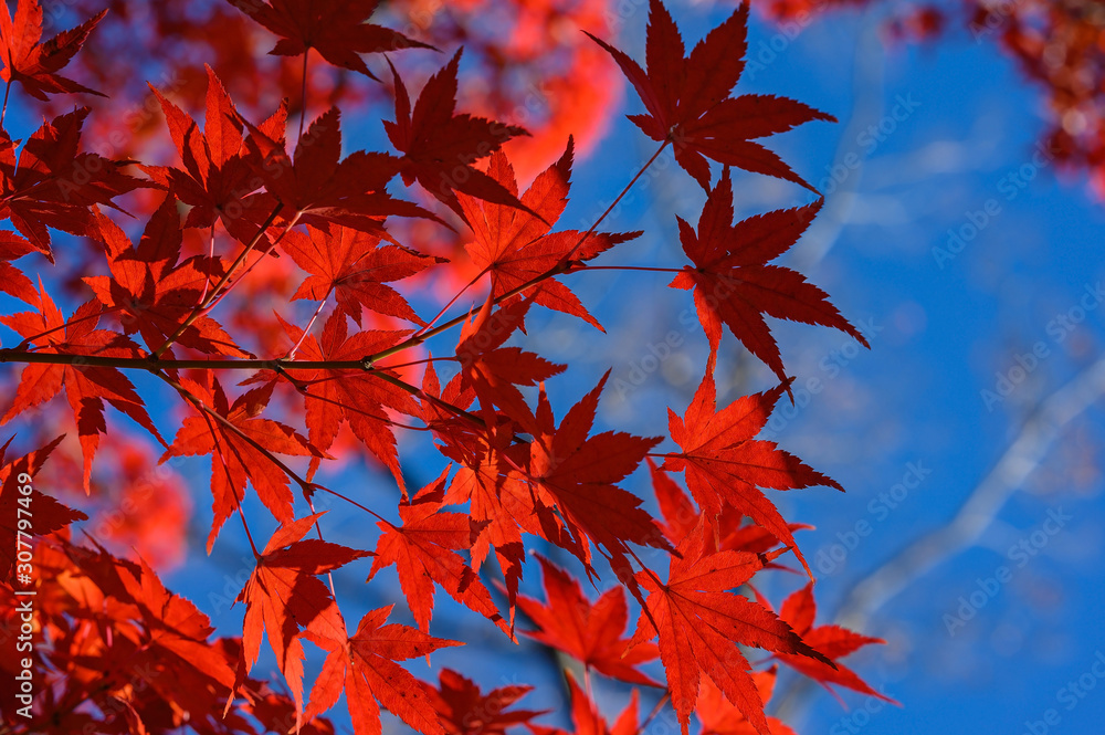 Autumn colors of Japanese maples and Ginko biloba trees in a park in Tokyo, Japan, in early December Autumn colors of Japanese maples and Ginko biloba trees in a park in Tokyo, Japan, in early December