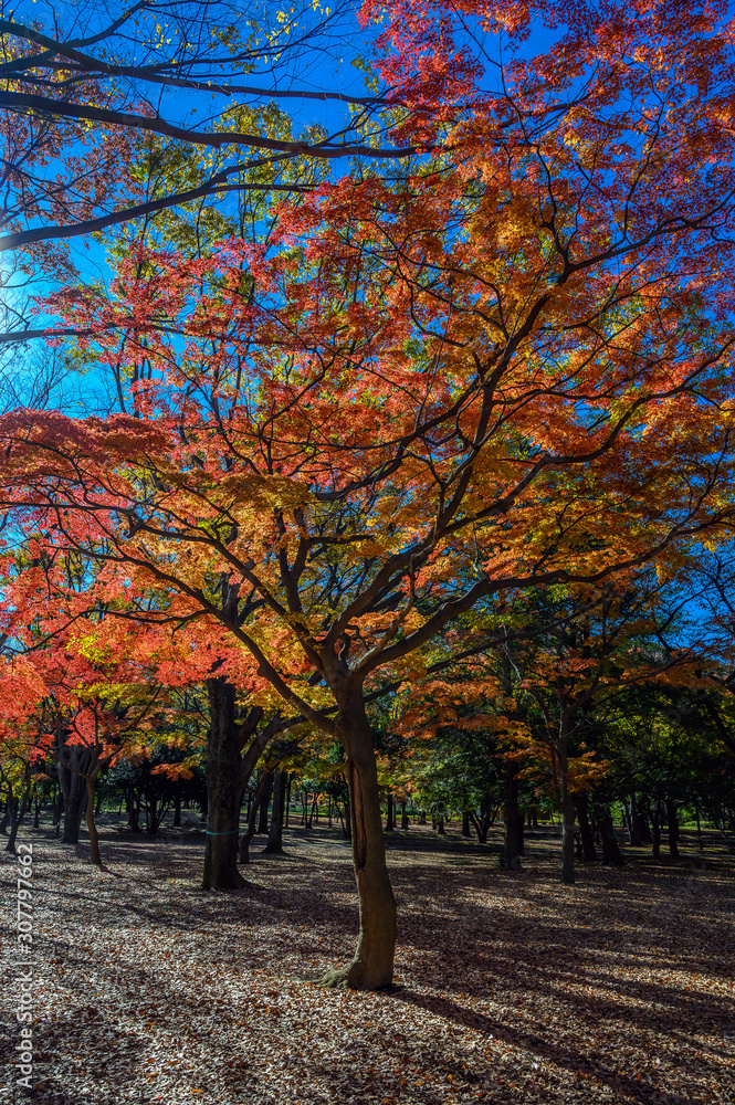Fototapeta premium Autumn colors of Japanese maples and Ginko biloba trees in a park in Tokyo, Japan, in early December