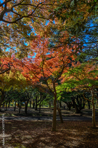 Autumn colors of Japanese maples and Ginko biloba trees in a park in Tokyo  Japan  in early December