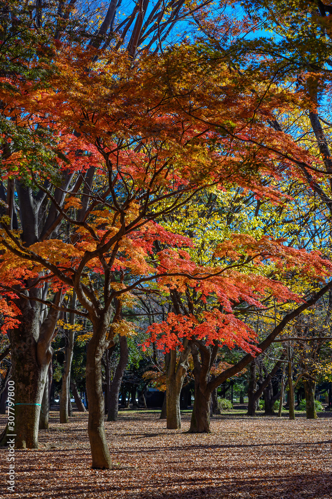 Autumn colors of Japanese maples and Ginko biloba trees in a park in Tokyo, Japan, in early December