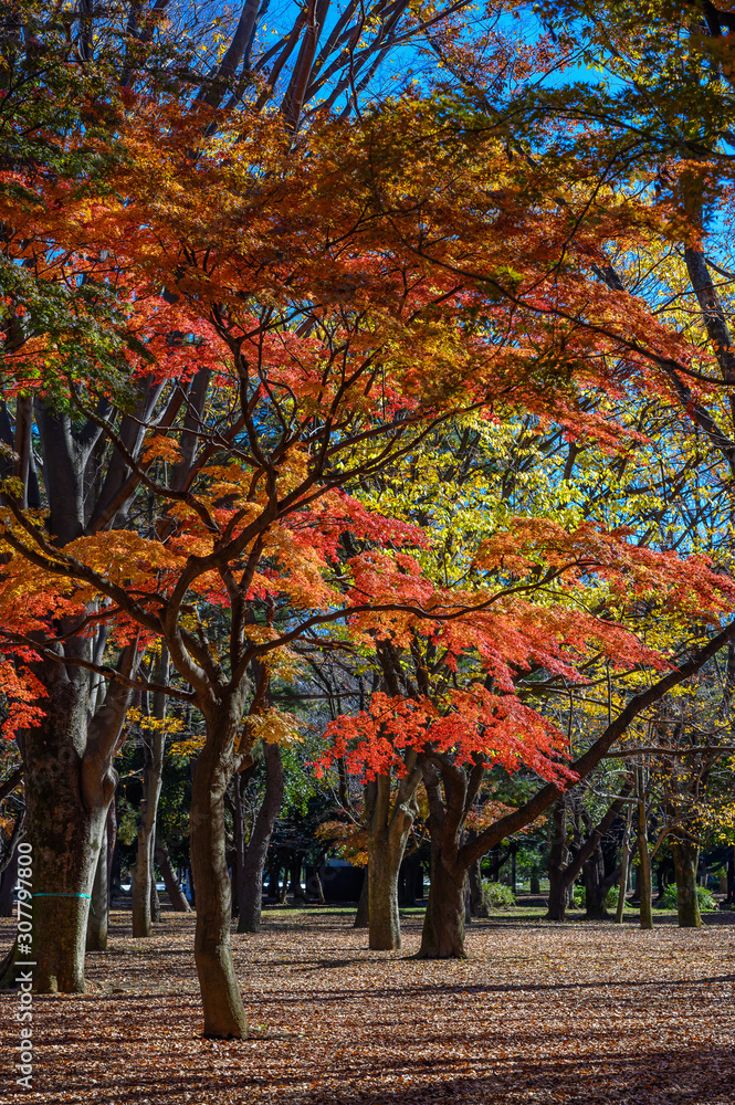 Autumn colors of Japanese maples and Ginko biloba trees in a park in Tokyo, Japan, in early December Autumn colors of Japanese maples and Ginko biloba trees in a park in Tokyo, Japan, in early December