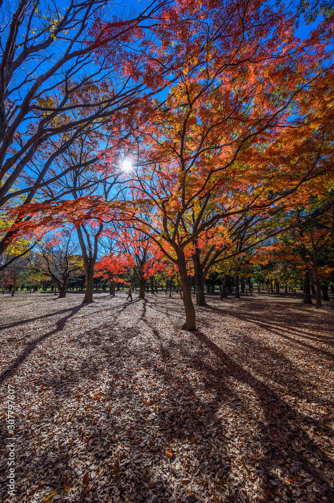 Naklejka premium Autumn colors of Japanese maples and Ginko biloba trees in a park in Tokyo, Japan, in early December