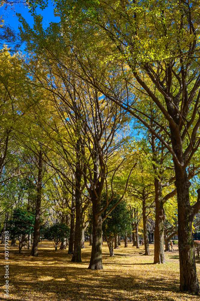 Autumn colors of Japanese maples and Ginko biloba trees in a park in Tokyo, Japan, in early December