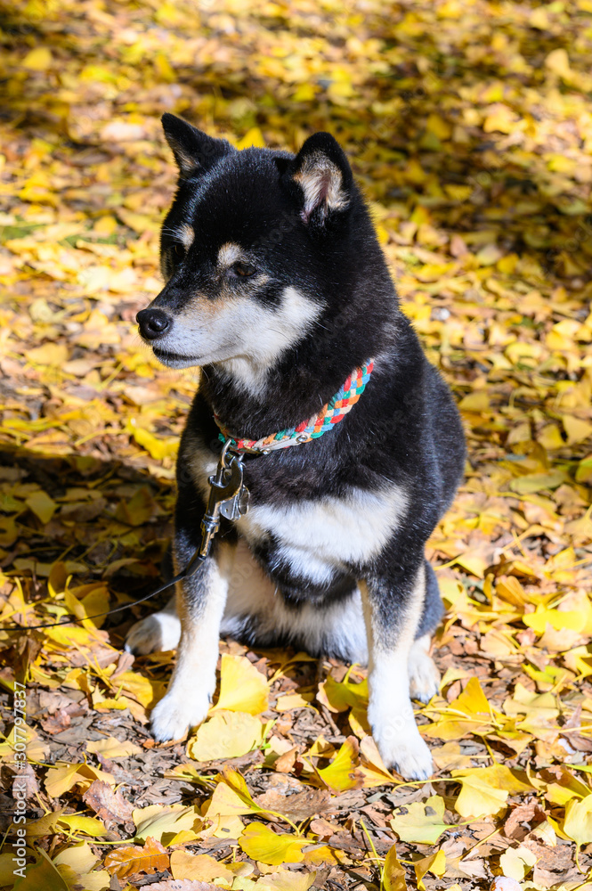 Black and tan Shiba Inu dog amongst autumn leaves 