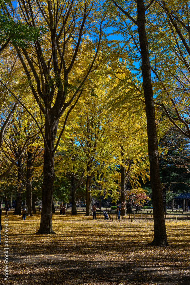 Autumn colors of Japanese maples and Ginko biloba trees in a park in Tokyo, Japan, in early December